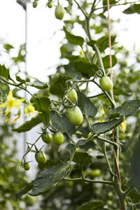 Close-up of fruits growing on tree