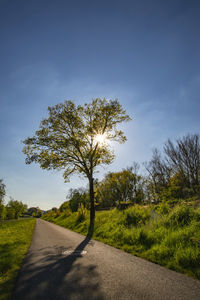 Road amidst trees on field against sky