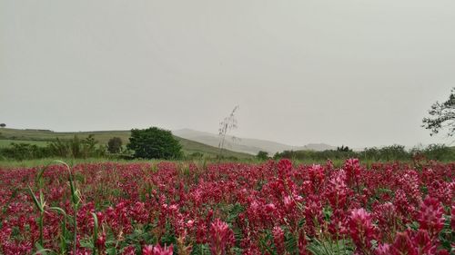 Scenic view of field against clear sky