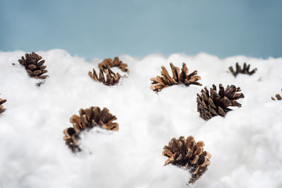 Close-up of pine cones in snow