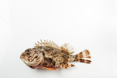 High angle view of dead scorpionfish on white background