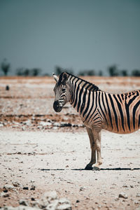 Side view of zebra standing on land