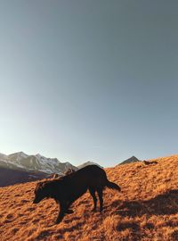 Side view of dog standing on mountain against clear sky
