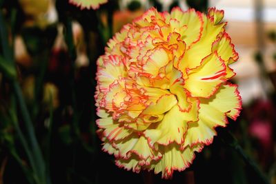 Close-up of yellow flowering plant