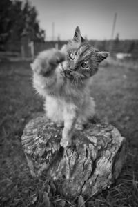 Close-up of a cat looking away