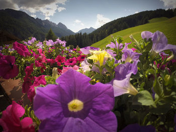 Close-up of purple flowers blooming in park