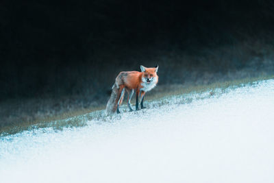 Fox walking on snow