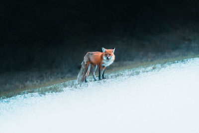 A young fox roaring in the woods