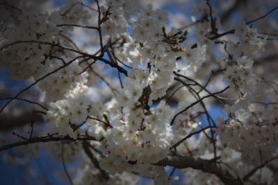 Low angle view of apple blossoms in spring