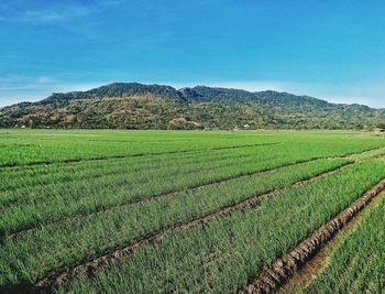 Scenic view of agricultural field against sky