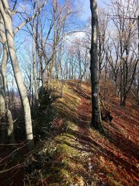 Bare trees in forest