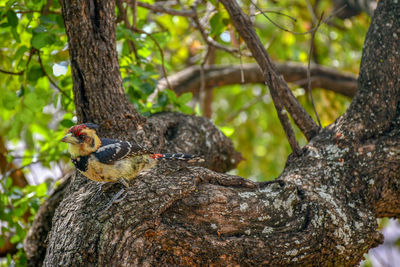 Bird perching on a tree