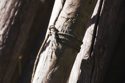 Close-up of tree trunk