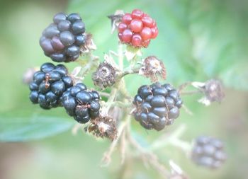 Close-up of bunch of grapes