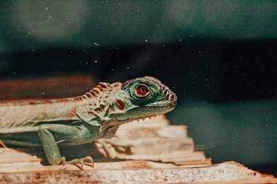 Close-up of lizard on rock