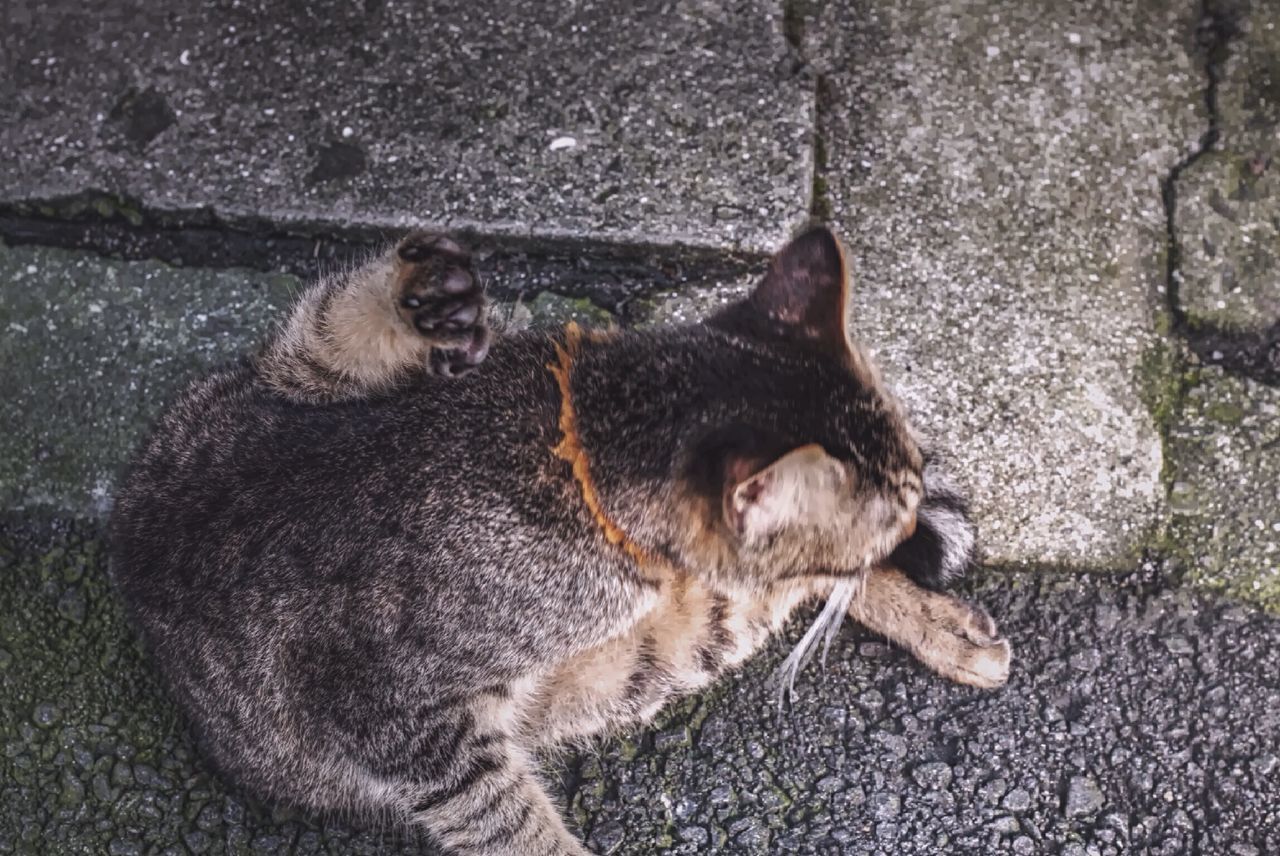 animal themes, mammal, domestic animals, pets, one animal, domestic cat, cat, high angle view, feline, street, relaxation, dog, sitting, whisker, stray animal, outdoors, day, black color, no people, sunlight