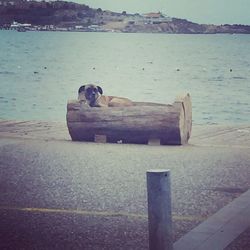 View of horse on sea shore