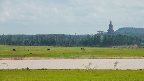 Scenic view of field against sky