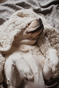 High angle view of dog sleeping on bed