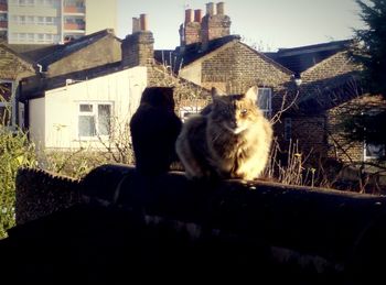 Cat on house roof against clear sky