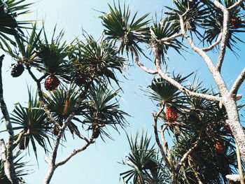 Low angle view of palm tree against sky