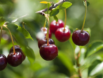 Close-up of cherries growing on tree