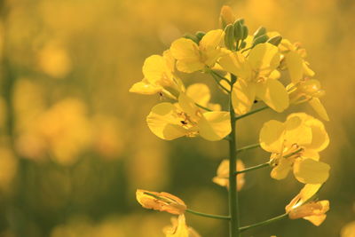 Close-up of yellow flowering plant