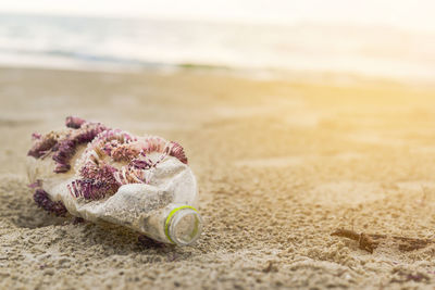 Close-up of pink rose on beach