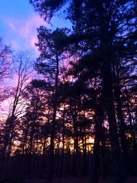 Low angle view of trees in forest