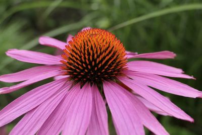 Close-up of pink flower