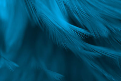 Full frame shot of feather