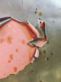 High angle view of leaf in water