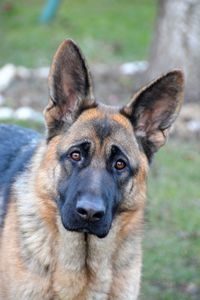 Close-up portrait of a dog