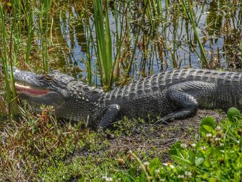 Close-up of crocodile in swamp