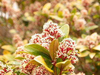 Close-up of pink flowering plant