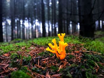 Close-up of yellow flower growing on field