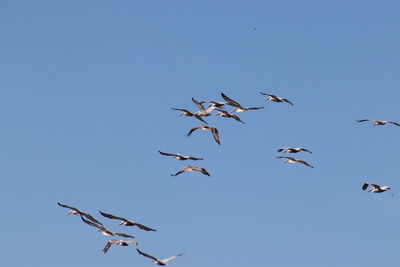 Low angle view of birds flying in sky