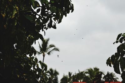 Low angle view of wet tree against sky