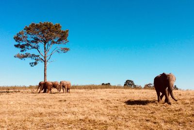 Elephants on field against blue sky