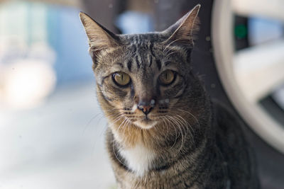 Close-up portrait of cat