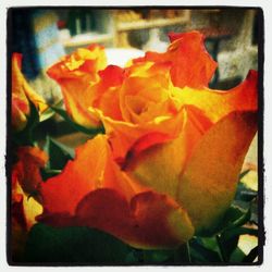 Close-up of red flowers