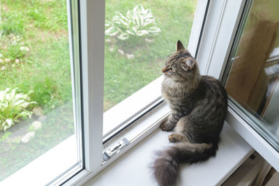 Tabby kitten sitting on the windowsill in summer. striped domestic cat is near open window 