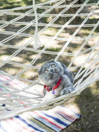 High angle portrait of cat relaxing outdoors
