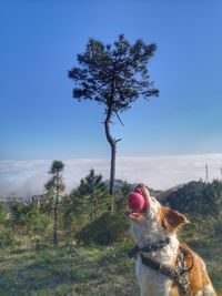 View of a dog on field