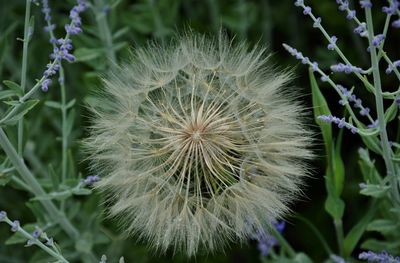 Close-up of dandelion flower