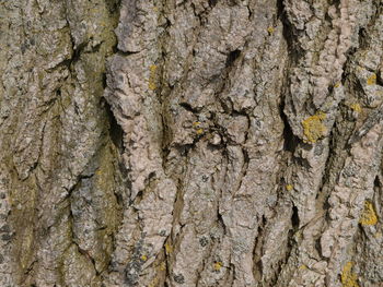 Full frame shot of tree trunk