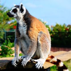 Elephant sitting on a tree