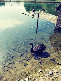 Swan swimming on lake