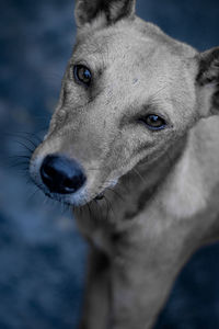 Close-up portrait of a dog