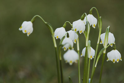 Close-up of white flowering plant